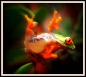 Tree Frog: photo credit - Mark Faviell
