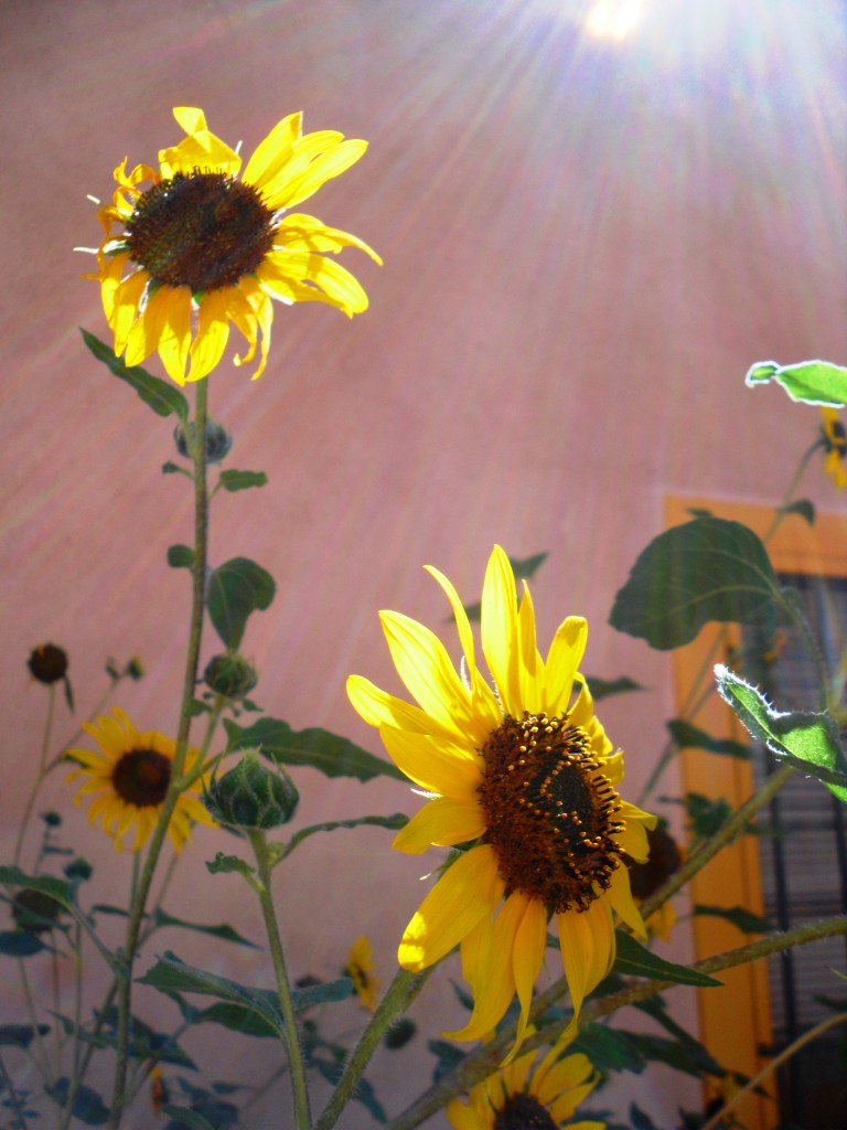 Sunflowers: photo credit - Sandi Amorim sunflowers in Santa Fe