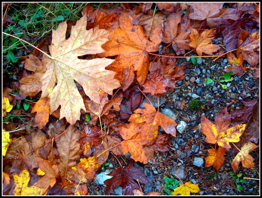 Leaves: photo credit - Sandi Amorim leaves on the path at Rivendell, Bowen Island, BC
