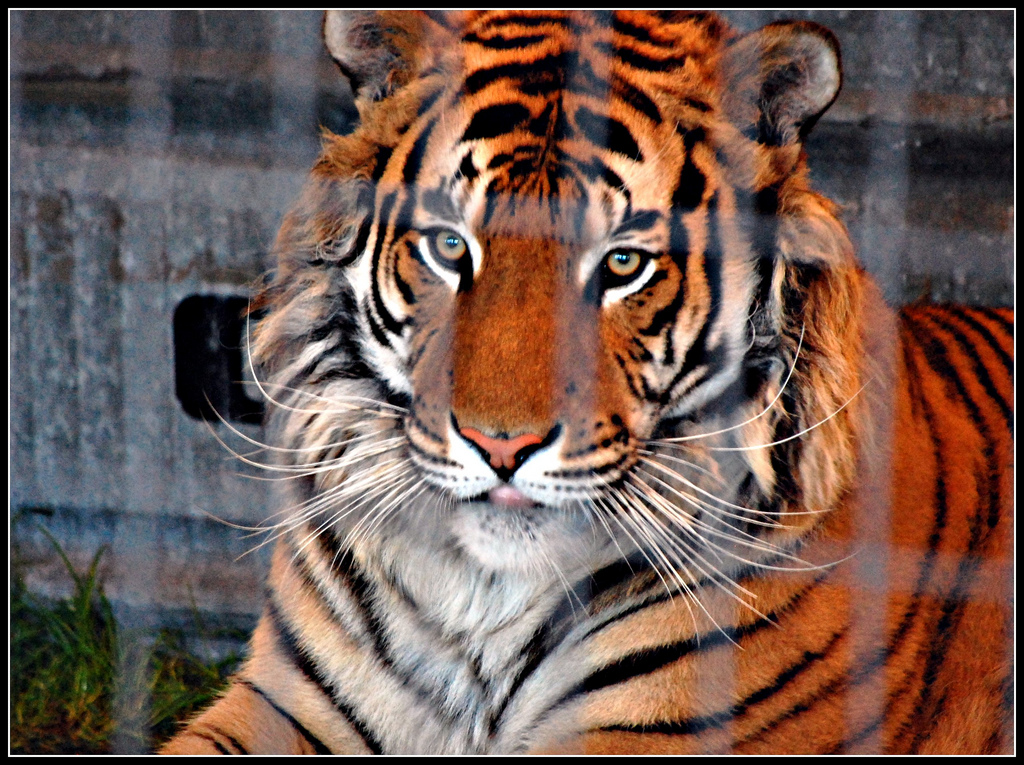 Primal: photo credit - Mark Faviell Tiger behind bars