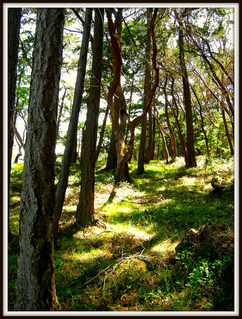 Golden Grove: photo credit - Mark Faviell sunlight in forest