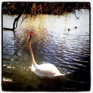 Swan Stretch: photo credit - Mark Faviell swan stretching its neck