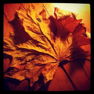 Leaf Lessons #1: photo credit - Sandi Amorim maple leaf found at Rivendell, Bowen Island