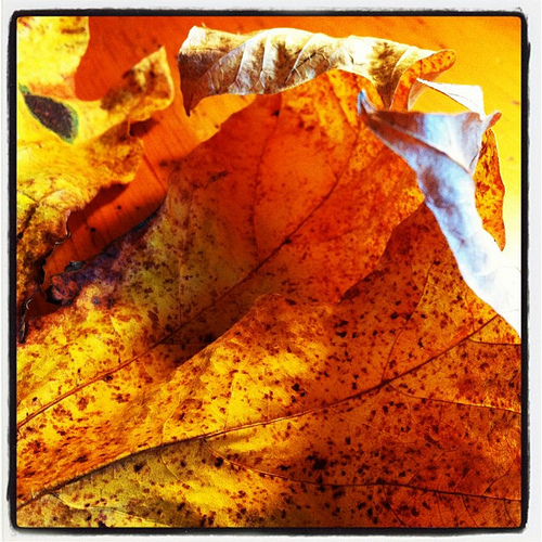 Leaf Lessons #2: photo credit - Sandi Amorim