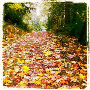 Carpet of Gold: photo credit - Sandi Amorim leaf strewn path at Rivendell, Bowen Island
