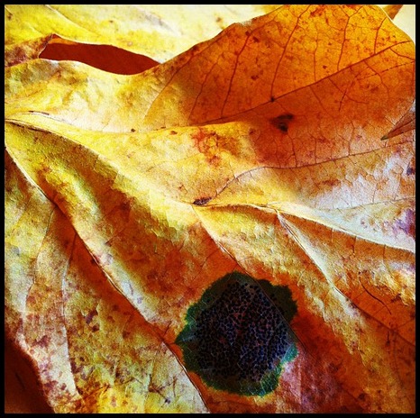 Leaf Lessons #3: photo credit - Sandi Amorim