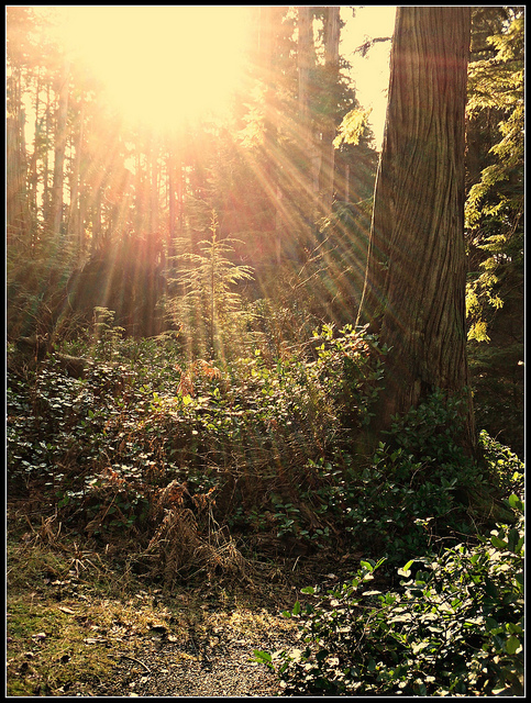 Missed You Mr. Sun: photo credit - Mark Faviell sunlight streaming through trees
