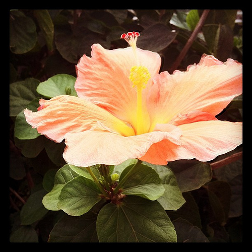 Hibiscus Blossom: photo credit - Sandi Amorim hibiscus blossom, Kihei, Maui