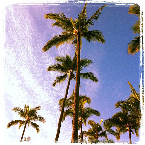 Reach for the Sky: photo credit - Sandi Amorim palm trees, Kihei, Maui