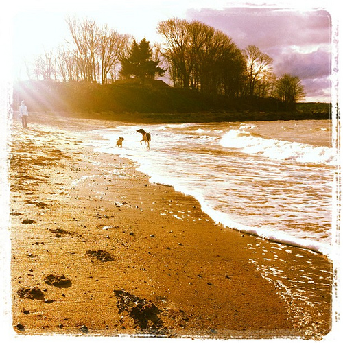 Frolicking: photo credit - Sandi Amorim waves rolling in at dog beach, Kits Point, Vancouver, BC