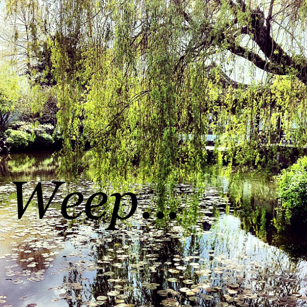 Weep: photo credit - Sandi Amorim Dr. Sun Yat Sen garden, Vancouver, BC