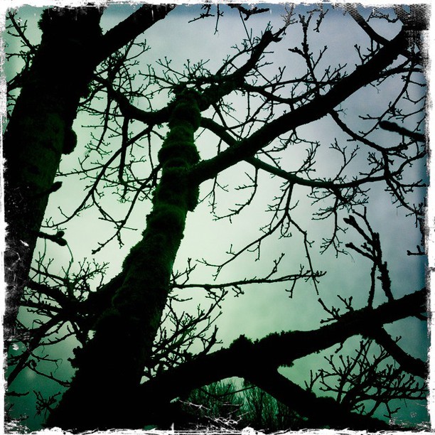 Eerie Branches: photo credit - Sandi Amorim branches against a grey sky, Kits Beach, Vancouver, BC