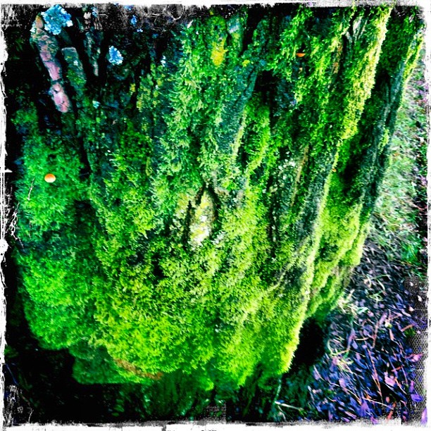 Green: photo credit - Sandi Amorim green moss on tree, Kits Beach, Vancouver, BC