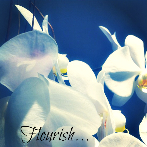 Flourish: photo credit - Sandi Amorim Orchids against blue sky