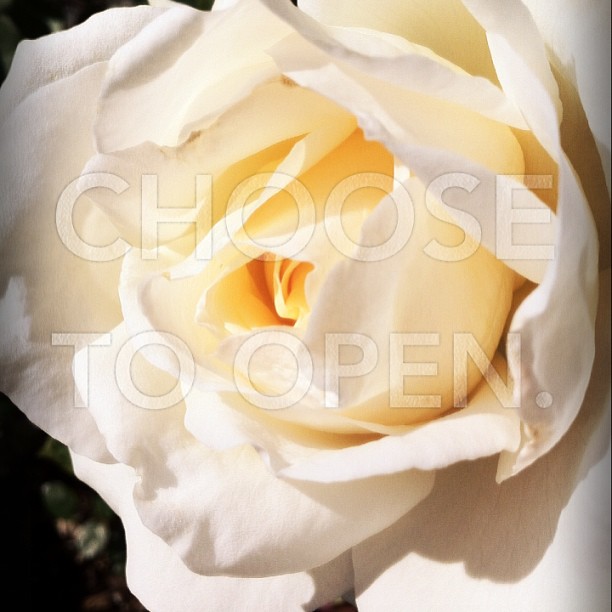 Open: photo credit - Sandi Amorim close up of rose unfurling, metaphor for turning 50