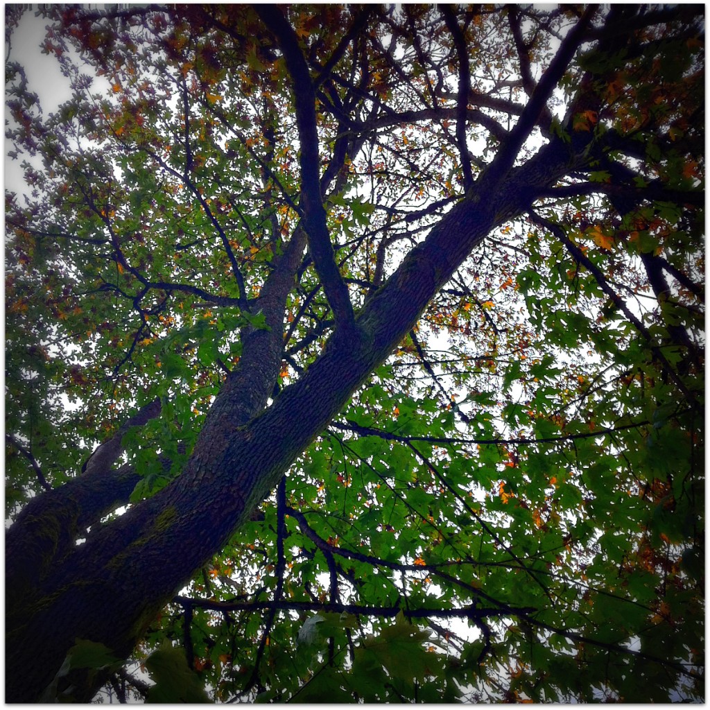Reaching Up tree top of very old tree, Langley, BC