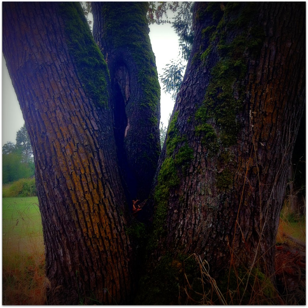 The Grandmother: photo credit - Sandi Amorim old tree, Langley, BC