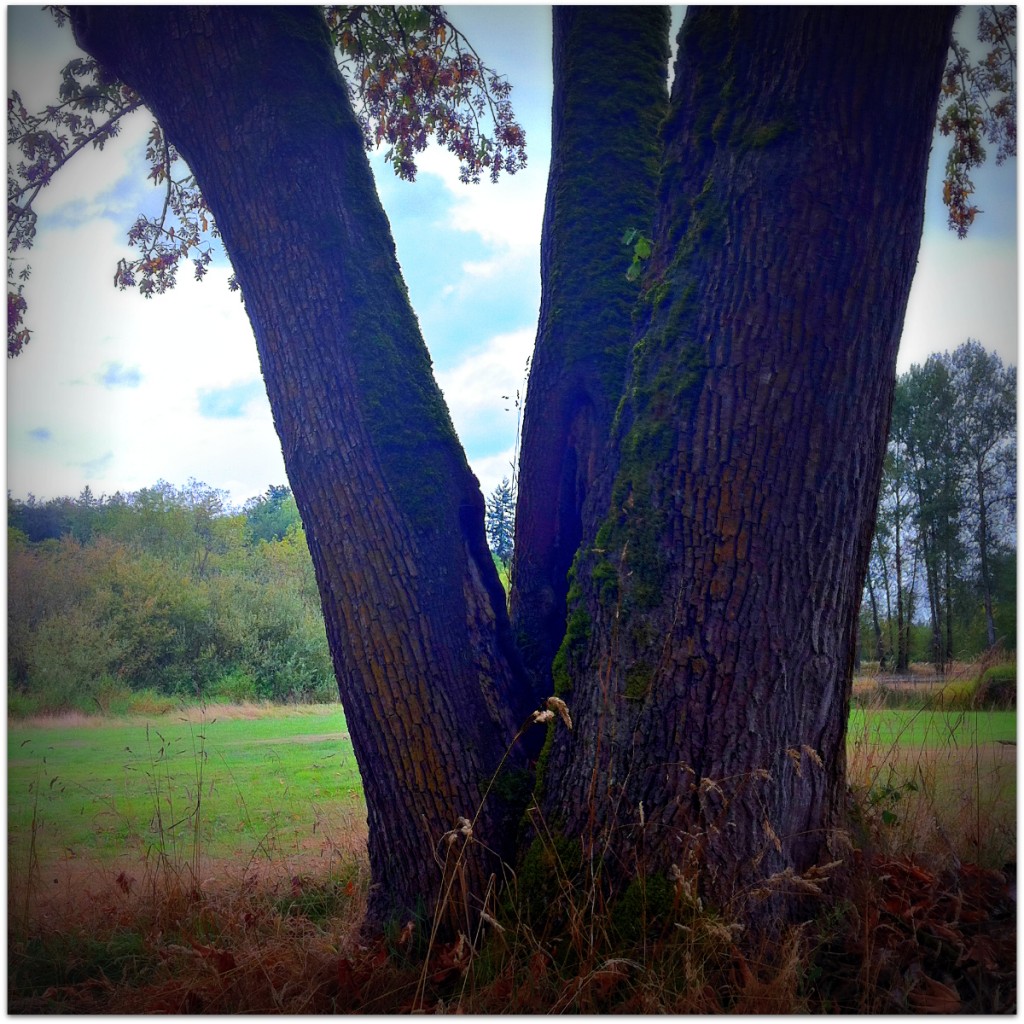 The Grandmother's Secret: photo credit - Sandi Amorim old tree, Langley, BC