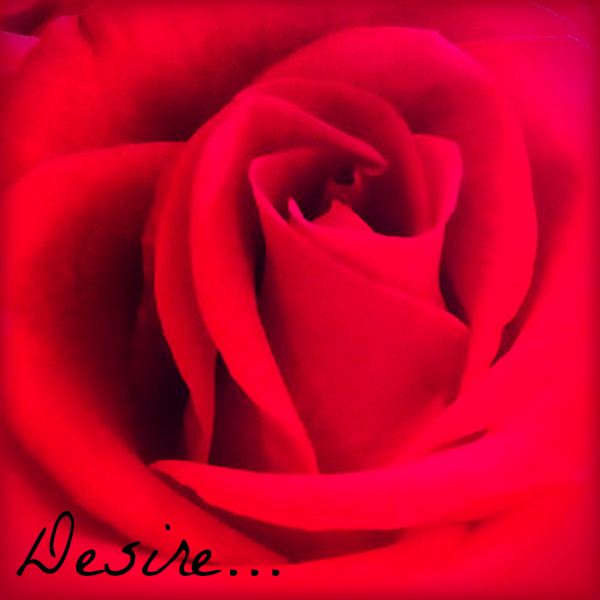 Desire: image credit - Sandi Amorim red rose of desire, the Desire Map process