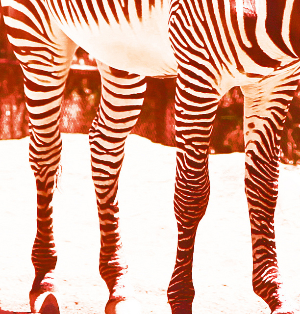 Zebra Legs Red: photo credit - torbakhopper Zebra Legs Red
