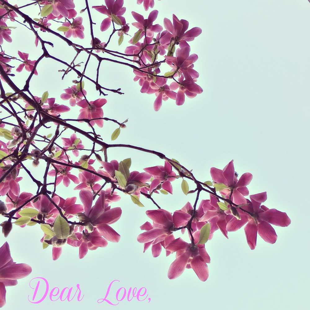 Dear Love, image of magnolia, photo credit: Sandi Amorim